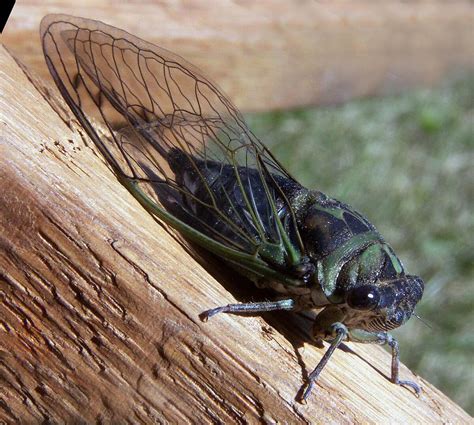 Kuliglig (Cicadidae) .